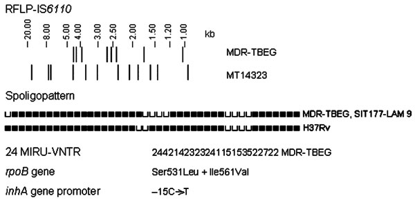 Genetic profile of the multidrug-resistant tuberculosis Equatorial Guinea (MDR-TBEG) strain. RFLP, restriction fragment length polymorphism; SIT, spoligotype international type; LAM, Latin American-Mediterranean; MIRU-VNTR, mycobacterial interspersed repetitive-unit variable-number tandem-repeat. MIRU-VNTR loci order: MIRU 02, VNTR 42, VNTR 43, MIRU 04, MIRU 40, MIRU 10, MIRU 16, 1955, MIRU 20, QUB-11b, ETRA, VNTR 46, VNTR 47, VNTR 48, MIRU 23, MIRU 24, MIRU 26, MIRU 27, VNTR 49, MIRU 31, VNTR 5