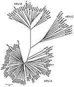 Thumbnail of Phylogenetic analysis of 5′ noncoding region and viral protein (VP) 4/2 coding region of 9 human rhinoviruses (HRVs) identified in infants with apparently life-threatening events in Spain, November 2004–December 2008. Phylogeny of nucleotide sequences (≈492 bp) was reconstructed with neighbor-joining analysis by applying a Jukes-Cantor model; scale bar indicates nucleotide substitutions per site. Included for reference are sequences belonging to the novel genotype reported previousl