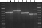 Thumbnail of Agarose gel showing the stability of amplified fragments of variable number tandem repeat (VNTR) 3336 from 2 serial isolates isolated from 4 patients. Lane 1, patient A, isolate 1, isolated 2005 Jun 20, 8 copies; lane 2, patient A, isolate 2, isolated 2005 Jul 11, 8 copies; lane 3, patient B, isolate 1, isolated 2005 Jul 8, 9 copies; lane 4, patient B, isolate 2, isolated 2005 Aug 8, 9 copies; lane 5, patient C, isolate 1, isolated 2005 Nov 11, 7 copies; lane 6, patient C, isolate 2
