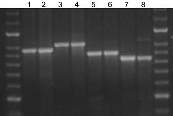 Agarose gel showing the stability of amplified fragments of variable number tandem repeat (VNTR) 3336 from 2 serial isolates isolated from 4 patients. Lane 1, patient A, isolate 1, isolated 2005 Jun 20, 8 copies; lane 2, patient A, isolate 2, isolated 2005 Jul 11, 8 copies; lane 3, patient B, isolate 1, isolated 2005 Jul 8, 9 copies; lane 4, patient B, isolate 2, isolated 2005 Aug 8, 9 copies; lane 5, patient C, isolate 1, isolated 2005 Nov 11, 7 copies; lane 6, patient C, isolate 2, isolated 20