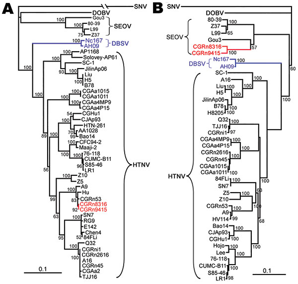 Phylogenetic trees of Hantaan virus (HTNV) variants according to the small segment (A) and medium segment (B) coding sequences. PHYLIP program package version 3.65 (http://helix.nih.gov/Applications/phylip.html) was used to construct the phylogenetic trees; the neighbor-joining method was used. Bootstrap values were calculated from 1,000 replicates; only values &gt;50% are shown at the branch nodes. The trees constructed using the maximum-likelihood method (not shown) had similar topology. Scale