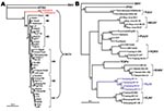 Thumbnail of Phylogenetic tree of Seoul virus (SEOV) variants according to partial (nt 2001–2301) medium segment sequences (A). Phylogenetic tree of hantaviruses according to complete coding sequences of the medium segment (B). PHYLIP program package version 3.65 (http://helix.nih.gov/Applications/phylip.html) was used to construct the phylogenetic trees; the neighbor-joining method was used. Bootstrap values were calculated from 1,000 replicates; only values &gt;50% are shown at the branch node