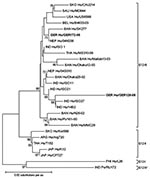 Thumbnail of Phylogenetic dendrogram of viral protein 7 (VP7) of G12 rotavirus at the amino acid level. Bootstraps values (1,000 replicates) &gt;65% are shown. The strain name is prefixed by the country of origin (ARG, Argentina; BAN, Bangladesh; BEL, Belgium; GER, Germany; IND, India; JAP, Japan; NEP, Nepal; PHI, Philippines; SAU, Saudi Arabia; SKO, South Korea; THA, Thailand; USA, United States of America) as well as the viral host (Hu, human, Po, porcine). Boldface indicates strains of this s