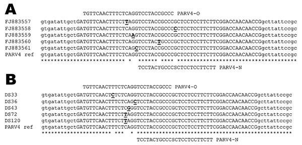 Alignment of parvovirus 4 (PARV4) sequences showing the location of the 2 probes used in the real-time experiments. A) Partial sequences used for the design of probe PARV4-N: PARV4 prototype isolate (AY622943) and in-house PCR products characterized initially (GenBank accession nos. FJ883557–61). B) Examples of point mutations located on the PARV4-O recognition site identified in amplicons originating from samples positive with PARV4-N assay. Mismatches identified in the alignments are underline