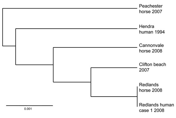 Phylogram showing relationships between Hendra virus isolates, Australia, 2008, based on medium gene sequence. Scale bar indicates nucleotide substitutions per site.