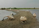 Thumbnail of Juvenile American white pelicans (Pelecanus erythrorhynchos) at Medicine Lake National Wildlife Refuge, Montana, USA, 2007, including ill (foreground) and dead (background) birds.