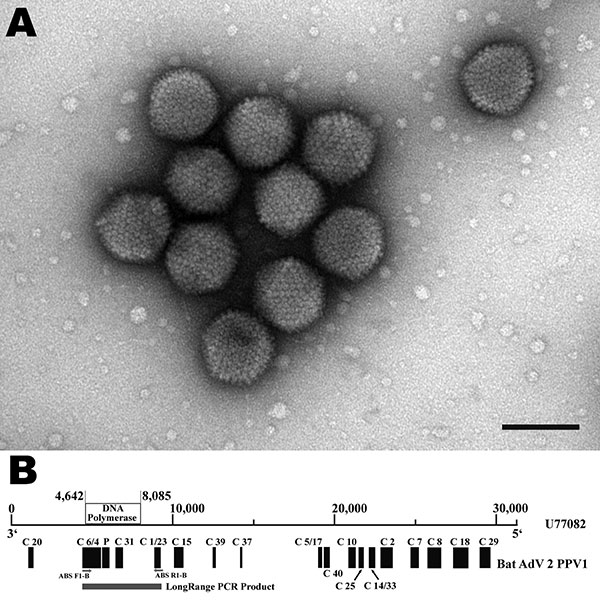 A) Electron micrograph of adenovirus particles isolated from Pipistrellus pipistrellus bat 199/07, Germany. Negatively stained with 1% uranyl acetate. Virus particles were 70–90 nm in diameter with an icosahedral shape. Scale bar = 100 nm. B) Schematic representation of the genomic fragments obtained from bat adenovirus 2 (GenBank accession no. FJ983127) in correspondence to canine adenovirus 2 strain Toronto A26/61 (GenBank accession no. U77082). Genomic fragments were generated by generic aden