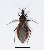 Thumbnail of Adult female kissing bug of the species Triatoma rubida, the most abundant triatomine species in southern Arizona. Scale bar = 1 cm.  Photo credit line: Photograph by C. Hedgcock.
