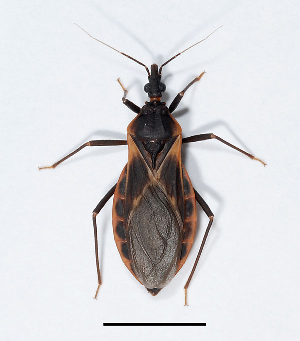 Adult female kissing bug of the species Triatoma rubida, the most abundant triatomine species in southern Arizona. Scale bar = 1 cm.  Photo credit line: Photograph by C. Hedgcock.