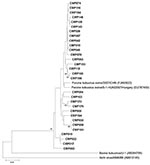 Thumbnail of Phylogenetic analysis of the partial nucleotide sequence encoding the 3D region of porcine kobuviruses (in boldface) isolated in Thailand, 2001–2003, and other reference strains. The tree was generated on the basis of the neighbor-joining method by using the MEGA4 program (10). Scale bar indicates nucleotide substitutions per site.