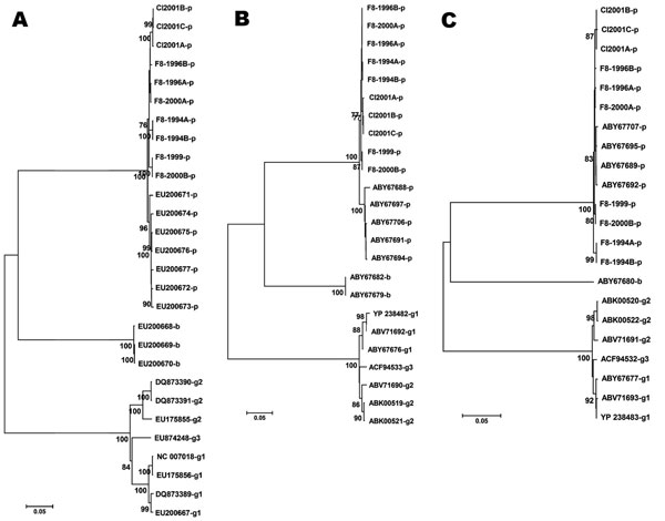 Construction of phylogenic trees for newly identified porcine viruses and comparison with previously identified prototype parvovirus 4 (PARV4)–like sequences. Sequences of other PARV4-like viruses indicated by the accession numbers were obtained from GenBank, and their origins are marked by letters (p, porcine; b, bovine; PARV4-g1, g2, g3, human parvovirus 4 genotypes 1, 2, and 3). ClustalW-aligned genomes (A) and nonstructural (NS) protein (B) and viral protein (VP) (C) were all trimmed to obta