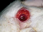 Thumbnail of Conjunctival erythema in affected doe.