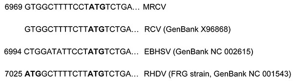 Alignment of open reading frame 2 sequences showing that Michigan rabbit calicivirus (MRCV) follows the pattern of European brown hare syndrome virus (EBHSV) and rabbit calicirus (RCV) in having 1 initiation codon (ATG, in boldface) in comparison with the 2 present in rabbit hemorrhagic disease virus (RHDV).