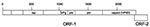 Thumbnail of Schematic genomic organization of Michigan rabbit calicivirus consistent with a Lagovirus in the family Caliciviridae. Lagoviruses contain an initial large open reading frame (ORF), ORF-1 encoding a polypeptide that overlaps with a smaller ORF, ORF-2. Numbering indicates the corresponding amino acid codons predicated from the genomic sequence. hel, helicase; Vpg, virion protein, linked to genome; pro, protease; pol, polymerase; capsid (VP60), capsid protein VP60.