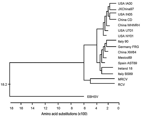 Dendrogram constructed for comparison of capsid (VP60) amino acid sequences. The geographically and numerically named species are strains of rabbit hemorrhagic disease virus. MRCV, Michigan rabbit calicivirus; RCV, rabbit calicivirus.