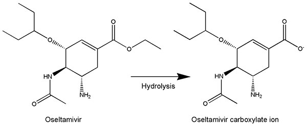 Metabolic activation of oseltamivir to carboxylic acid.