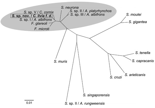 Phylogenetic comparison of novel Sarcocystis sp. with related Sarcocystis spp. Tree constructed by neighbor-joining using Kimura 2-parameter method based on the partial 18S rRNA gene comprising 1,391 bp and the D2 region of 28S rRNA gene comprising 325 bp of the novel Sarcocytis sp. (GenBank accession no. GQ245670/FJ232949) and the following available Sarcocystis sequences: Frenkelia microti (S. buteonis) (AF009244/AF044252); Frenkelia glareoli (S. glareoli) (AF009245/AF044251); S. sp. (cyst typ