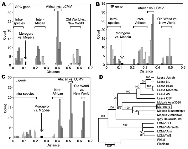 Genetic distances and phylogenetic relationship among arenaviruses, including Morogoro virus. Amino acid sequence diversity was calculated using p distance. Full-length glycoprotein precursor (GPC), nucleoprotein (NP), and large (L) gene amino acid sequences of the following arenaviruses were pairwise compared: Lassa virus (strains Josiah, NL, Z148, Macenta, AV, and CSF), Mobala Acar3080, Morogoro 3017/2004, Mopeia virus (strains Mozambique and Zimbabwe), Ippy DakAnB188d, lymphocytic choriomenin