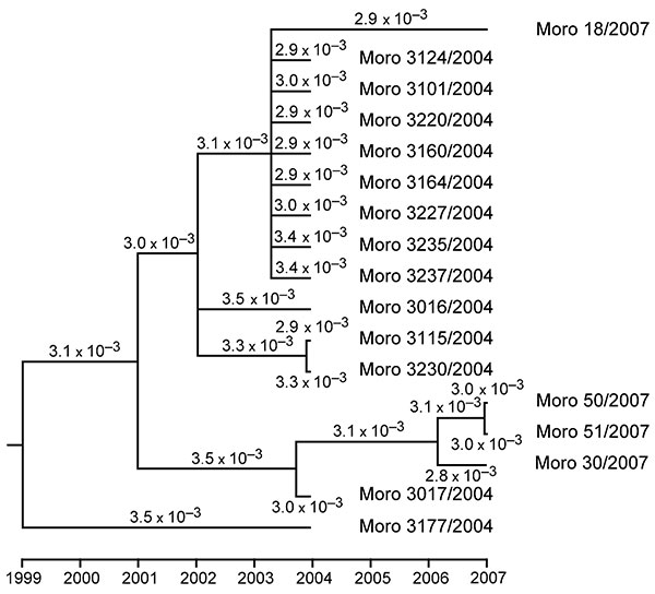 Phylogenetic tree and molecular clock of Morogoro virus based on partial large gene sequences of 17 strains (340 nucleotides; GenBank accession nos. EU914104 and EU914107–EU914122). Phylogeny was inferred with the BEAST v1.4.8 package (11) under assumption of a relaxed lognormal molecular clock and general time reversible substitution model with gamma-distributed substitution rate variation among sites. Branches with posterior probability &lt;0.5 were collapsed. The substitution rate per site an