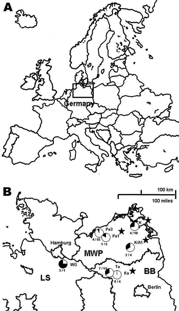 Seroprevalence of Dobrava-Belgrade virus (DOBV) in Apodemus agrarius mice within 3 federal states of Germany, central Europe. A) Location of the study area (box). B) Locations of the study sites. WG, Lüneburg district, Lower Saxony (LS); Pe1 and Pe3, Güstrow district; H, Nordvorpommern district, K/A1, Demmin district, all Mecklenburg-Western Pomerania (MWP); To and Ka, Ostprignitz-Ruppin district, Brandenburg (BB). For each trapping site, the rate of seroreactive A. agrarius mice is given as a c