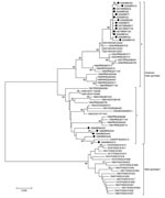 Thumbnail of Neighbor-joining phylogenetic tree of 68 complete envelope (E) gene sequences of dengue virus type 2 (DENV-2). Only bootstrap values &gt;80% are shown. DENV-2 sequences obtained from 21 patients infected during the 1990, 1998, and 2007–2008 epidemics were isolated from acute-phase cases. Viral RNA was extracted from 140 µL of serum or supernatant of infected C636 cell cultures by using the QIAamp Viral RNA Mini Kit (QIAGEN, Valencia, CA, USA), and cDNA synthesis was performed by usi