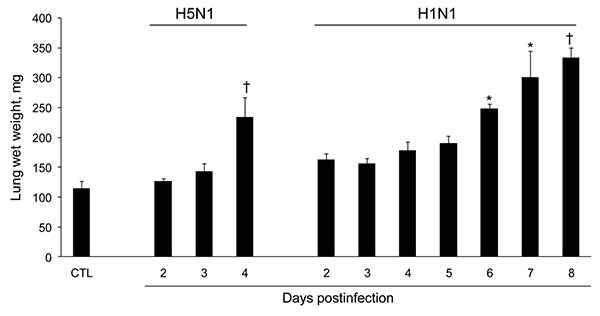 Effect of influenza A virus subtype H5N1 and H1N1 strains on lung weight after intranasal inoculation of 10× the 50% mouse lethal dose on day 0. Absolute values are given as means ± SD for 5 mice at each time point. For each virus strain, means significantly different from those of control (CTL) lungs are indicated (nonparametric Mann-Whitney test). *p&lt;0.05; †p&lt;0.01.