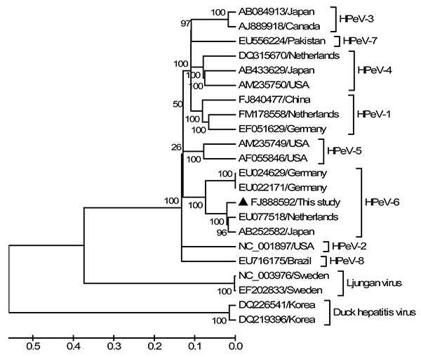 Phylogenetic analysis of the complete genomes. Phylogenetic tree was constructed by the neighbor-joining method with 1,000 bootstrap replicates using MEGA4.0 software (www.megasoftware.net) with an alignment of the nearly full genome isolated in this study and 17 human parechovirus (HPeV) and related genomes. Bootstrap values are indicated at each branching point. GenBank accession numbers and countries of origins are indicated. The isolate of genotype 6 is marked with a triangle. Scale bar indi