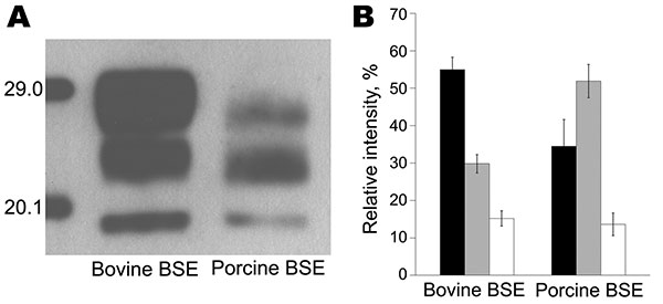 Molecular signature of bovine spongiform encephalopathy (BSE) in pigs. A) Comparative Western immunoblot analysis of the proteinase K–resistant core fragment (PrPres) of the pathologic prion protein in BSE in cattle and in an experimentally BSE-infected pig using the monoclonal antibody 6H4 (Prionics, Schlieren, Switzerland). B) Average relative intensities of the diglycosylated (black bars), monoglycosylated (gray bars), and unglycosylated (white bars) PrPres moieties as determined by the Quant