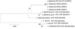 Thumbnail of Neighbor-joining phylogenetic tree based on 16S rRNA gene sequence analysis of Corynebacterium diphtheriae isolates, including 4 feline isolates from West Virginia, 2008 (ATCC BAA-1774, CD 448, CD 449, CD 450). The tree was constructed from a 1,437-bp alignment of 16S rRNA gene sequences by using the neighbor-joining method and Kimura 2-parameter substitution model. Bootstrap values (expressed as percentages of 1,000 replicates) &gt;40% are illustrated at branch points. Feline isola