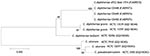 Thumbnail of Jukes-Cantor–derived phylogenetic tree based on sequence analysis of a selected region of the rpoB gene of Corynebacterium isolates, including 2 feline isolates from West Virginia, 2008 (ATCC BAA-1774, CD 450). Feline isolates had 100% identity with each other and 97.7% identity with C. diphtheriae biotypes gravis and belfanti. GenBank accession nos. given in parentheses. ATCC, American Type Culture Collection; CD, Centers for Disease Control and Prevention identifier number; NCTC,