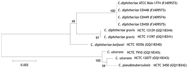 Jukes-Cantor–derived phylogenetic tree based on sequence analysis of a selected region of the rpoB gene of Corynebacterium isolates, including 2 feline isolates from West Virginia, 2008 (ATCC BAA-1774, CD 450). Feline isolates had 100% identity with each other and 97.7% identity with C. diphtheriae biotypes gravis and belfanti. GenBank accession nos. given in parentheses. ATCC, American Type Culture Collection; CD, Centers for Disease Control and Prevention identifier number; NCTC, National Coll
