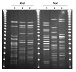 Thumbnail of XbaI and NotI pulsed-field gel electrophoresis patterns for Escherichia coli O114:H4-ST117 (lanes 2 and 3). Lane 1 is the positive control E. coli O11:H18-ST69 (SEQ102), lane 2 is an E. coli O25:H4-ST131 isolate from a retail chicken sample (EC01DT06-1737-01), and lane 3 is an E. coli isolate from a human urinary tract infection case (MSHS 1014A). Outer and center lanes are pulsed-field molecular weight markers.