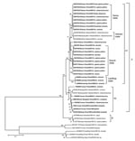 Thumbnail of Phylogenetic analysis based on the complete coding sequence of the 12th segment of Banna viruses (BAVs) currently isolated. Phylogenetic analyses were performed by the neighbor-joining method using MEGA version 4 software (www.megasoftware.net). Bootstrap probabilities of each node were calculated with 1,000 replicates. The tree was rooted by using Kadipiro virus and Liaoning virus as the outgroup viruses. Scale bars indicate a genetic distance of 0.1-nt substitutions per site. Isol