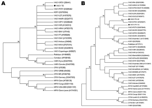 Consensus bootstrap phylogenetic trees based on nucleotide sequences of orthopoxvirus vaccinia growth factor (vgf) (A) and hemagglutinin (ha) (B) genes. Trees were constructed with ha or vgf sequences by using the neighbor-joining method with 1,000 bootstrap replicates and the Tamura 3-parameter model in MEGA version 3.1 software (www.megasoftware.net). Bootstrap values &gt;40% are shown. Nucleotide sequences were obtained from GenBank. Black dots indicate vaccinia virus (VACV) obtained from Cebus apella (VACV-TO CA) and Allouata caraya (VACV AC). All vgf sequences obtained from monkey serum samples showed 100% and are represented as a unique sequence in the vgf tree (VACV TO). HSPV, horsepoxvirus; VARV, variola virus; CPXV, cowpoxvirus; MPXV, monkeypoxvirus.