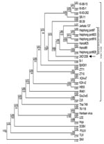 Thumbnail of Phylogenetic tree (CLC-Combined Workbench 3) showing partial sequences of the medium segment (nt 810–2355). The newly identified Seoul virus (SEOV) was denoted as 24D1208 (arrow). The M segment sequences of the reference strains are: SEOV strains KI-88-15 (D17594), KI-85-1 (D17593), KI-83-262 (D17592), SR11 (M34882), 80–39 (S47716), Jakarta137 (AJ620583), Haiphong port #7 (AB355728), Haiphong port #20 (AB355730), Haiphong port #16 (AB355729), Hanoi #25 (AB355733), Hanoi #9 (AB355732
