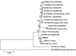 Thumbnail of Phylogenetic position of Lake Victoria Marburgvirus isolate KE261 (in boldface) among other Marburg viruses, based on the 400-nt fragment of the nucleoprotein gene. GenBank accession numbers, sequence names, and origins (in parentheses) are indicated. Bootstrap support was calculated for 1,000 replicates. Scale bar indicates nucleotide substitutions per site. DRC, Democratic Republic of Congo.