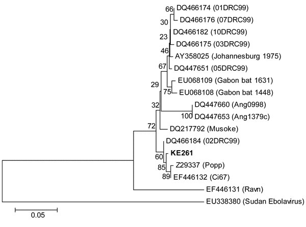 Phylogenetic position of Lake Victoria Marburgvirus isolate KE261 (in boldface) among other Marburg viruses, based on the 400-nt fragment of the nucleoprotein gene. GenBank accession numbers, sequence names, and origins (in parentheses) are indicated. Bootstrap support was calculated for 1,000 replicates. Scale bar indicates nucleotide substitutions per site. DRC, Democratic Republic of Congo.