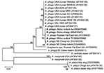Thumbnail of Phylogenetic tree based on partial (348-bp) gltA sequences of Anaplasma spp., obtained by using neighbor-joining method with Kimura 2-parameter analysis and bootstrap analysis of 1,000 replicates. Numbers on the branches indicate percentage of replicates that reproduced the topology for each clade. Parentheses enclose GenBank numbers of the sequences used in the phylogenetic analysis. Boldface indicates sequences obtained from rodents and sheep from northeastern China, May 2009. Sca