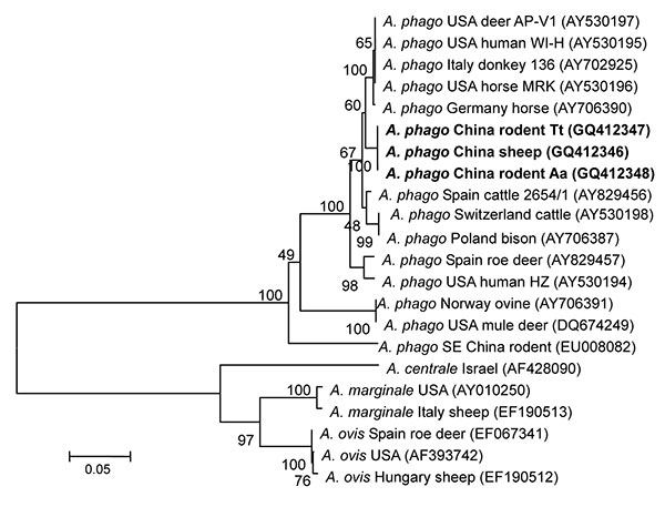 Phylogenetic tree based on partial (779-bp) msp4 nt sequences of Anaplasma spp., obtained by using the neighbor-joining method with Kimura 2-parameter analysis and bootstrap analysis of 1,000 replicates. Numbers on branches indicate percent of replicates that reproduced the topology for each clade. Parentheses enclose GenBank numbers of the sequences used in the phylogenetic analysis. Boldface indicates sequences obtained from rodents and sheep from northeastern China, May 2009. Scale bar indica