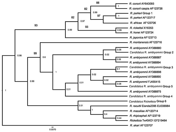 Phylogenetic relationship of 6 rickettsial outer membrane protein B rickettsiae groups (578 bp) identified in Amblyomma maculatum ticks collected in Arkansas and similar rickettsiae identified from GenBank. The tree was constructed by using the maximum-likelihood and maximum-parsimony analysis in BEAST 9 (http://beast.bio.ed.ac.uk/Main_Page) Numbers on lines are bootstrap support values &gt;75 and numbers at nodes are posterior values. Scale bar indicates nucleotide substitutions per site.