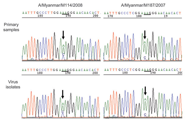 Detection of Q136K substitution in NA by sequencing in primary samples and virus isolates. Arrows indicate the first peak of the codon encoding amino acid position 136. Comparison of the sequence chromatogram showed a mixed population of bases in both original clinical samples and virus isolates, with a dominant peak for 136K (AAG) mutants, compared with wild-type 136Q (CAG) viruses. NA, neuraminidase.