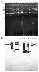 Thumbnail of A) Plasmid extractions of culture of clinical Klebsiella pneumoniae isolates that produce β-lactamase blaKPC-2 gene. B) Southern hybridization of transferred plasmid extraction, conducted with an internal probe for blaKPC-2. Lane 1, K. pneumoniae YC (11); lane 2, K. pneumoniae GR (21); lane 3, K. pneumoniae K271 (25); lane 4, K. pneumoniae KN2303 (13); lane 5, K. pneumoniae KN633 (13); lane 6, K. pneumoniae INC H1521-6; lane 7, K. pneumoniae INC H1516-6; lane 8, K. pneumoniae HPTU 2