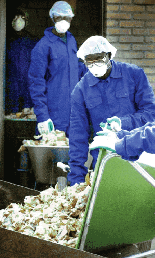 Poultry worker wearing respirator and safety glasses, the Netherlands, 2003.