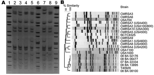 A) Pulsed-field gel electrophoresis (PFGE) of Cfr91-digested livestock-associated methicillin-resistant Staphylococcus aureus (MRSA). Lanes 1, 6, and 9, universal standard Salmonella Braenderup H9812; Lane 2, 08 BA 02176; Lane 3, 08 BA 13895; Lane 4, 07 BA 06477; Lane 5, T40929; Lane 7, 08 BA 08100; Lane 8, 07 BA 22334. B) PFGE dendrogram comparing the Cfr91 fingerprint patterns of 6 livestock-associated MRSA isolates from humans in Canada with the SmaI fingerprints of other human epidemic strai