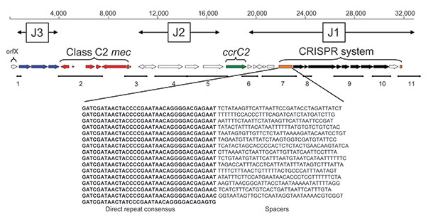Schematic of the novel staphylococcal cassette chromosome (SCC) mecV subtype and DNA sequence of the clustered regularly interspaced short palindromic repeat (CRISPR) array identified in Staphylococcus aureus isolate 08 BA 02176. Red and green arrows represent mec and ccr complexes, respectively. Blue arrows represent 3 open reading frames (ORFs) in the J3 region sharing sequence identity with chromosomal genes of S. epidermidis RP62A. Orange boxes indicate confirmed and questionable CRISPRs. Bl