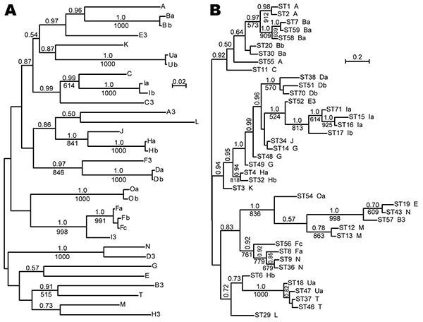 A) Bayesian and maximum-likelihood phylogenetic inference of outer surface protein C (ospC) gene sequences and B) concatenated multilocus sequence typing (MLST) sequences of Borrelia burgdorferi. Sequences were aligned by codon. Labels at the tips refer to ospC alleles (A) or MLST (ST) and linked ospC alleles (B; Table). Consensus phylograms were the output of the MrBayes version 3.1.2 algorithm (http://mrbayes.csit.fsu.edu). There were 500,000 generations with the first 1,000 discarded. Nodes w