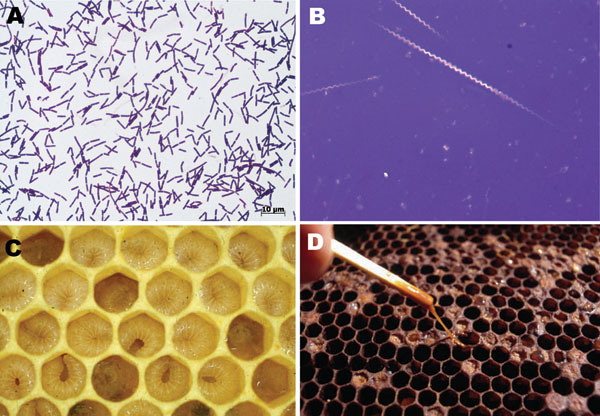 Paenibacillus larvae gram-positive, spore-forming, rod-shaped bacteria (A) (Gram stain, original magnification ×1,000) with the ability to form giant whips upon sporulation (B) (nigrosine stain, original magnification ×1,000). In American foulbrood (AFB), newly hatched honey bee larvae become infected through ingestion of brood honey containing P. larvae spores. After germination and multiplication, infected bee larvae die within a few days and are decomposed to a ropy mass, which releases milli
