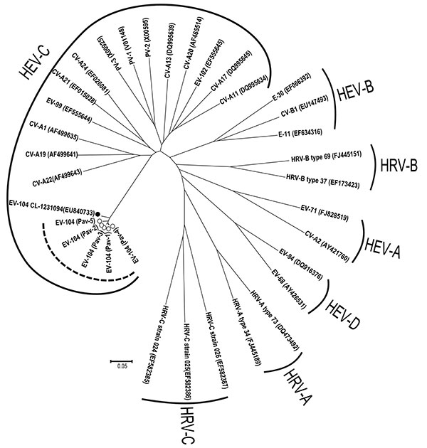 Phylogenetic analysis of the viral protein (VP) 4/VP2 region of the 5 enterovirus 104 (EV-104) strains belonging to the human enterovirus C (HEV-C) species (delimited by circular dotted line), along with the reference strain from Switzerland (GenBank accession no. EU840733). Prototype strains are also reported for the different HEV and human rhinovirus (HRV) species. CV, coxsackievirus; E, echovirus; PV, poliovirus. Scale bar indicates nucleotide substitutions per position.