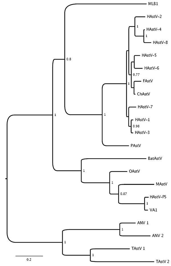 Phylogenetic analysis of full-length capsid protein sequences showing the relationship between human astrovirus Puget Sound (HAstV-PS) identified in brain of 15-year-old boy with X-linked agammaglobulinemia and encephalitis and other astroviruses. GenBank accession numbers in parentheses: MLB1 (FJ22245), VA1 (FJ973620), HAstV-1 (AB000295), HAstV-2 (L06802), HAstV-3 (DQ630763), HAstV-4 (AB025803), HAstV-5 (U15136), HAstV-6 (Z46658), HAstV-7 (Y08632), HAstV-8 (Z66541), MAstV (AY179509), OAstV (NC_