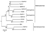 Thumbnail of Phylogenetic tree based on the deduced amino acid sequences of complete glycoprotein B. The percentage of replicate trees in which the associated taxa clustered together in the bootstrap test (1,000 replicates) is shown next to the branches. The tree is drawn to scale, with branch lengths in the same units as those of the evolutionary distances used to infer the phylogenetic tree. The tree was rooted to herpes simplex virus type 1 (X14112). The evolutionary distances were computed b